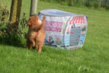 Nova Scotia Duck Tolling Retriever (teef) 64349