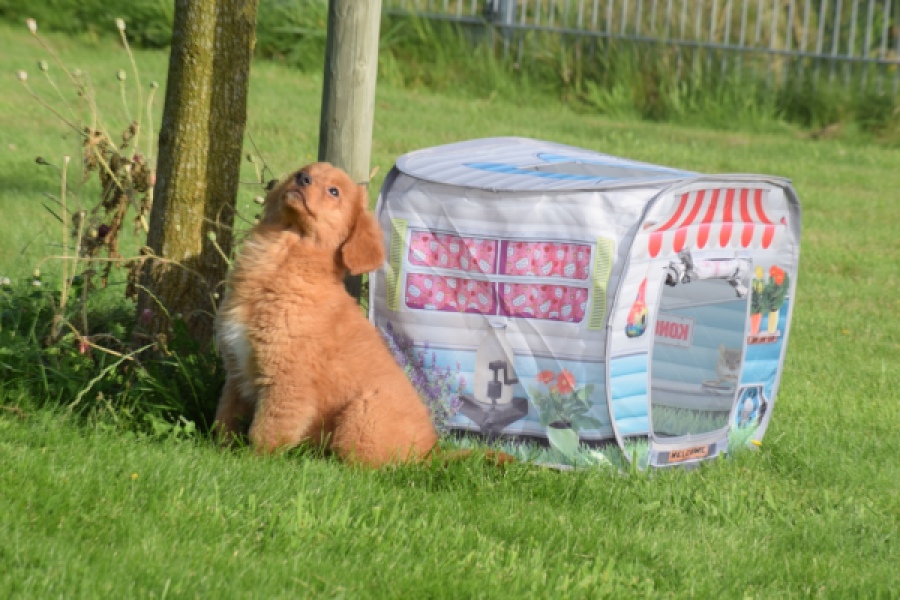 Nova Scotia Duck Tolling Retriever (teef) 64349
