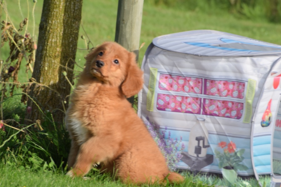 Nova Scotia Duck Tolling Retriever (teef) 64349