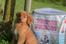 Nova Scotia Duck Tolling Retriever (teef) 64349