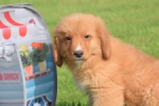 Nova Scotia Duck Tolling Retriever (teef) 64349