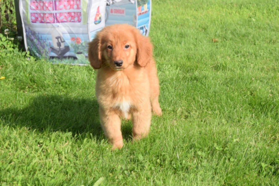 Nova Scotia Duck Tolling Retriever (teef) 64349