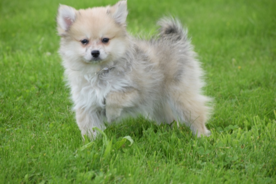 Spitz allemand (teef) 59966