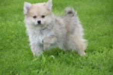 Spitz allemand (teef) 59966
