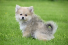 Spitz allemand (teef) 59966