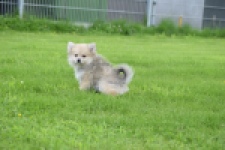 Spitz allemand (teef) 59966