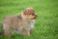 Spitz allemand (teef) 64818
