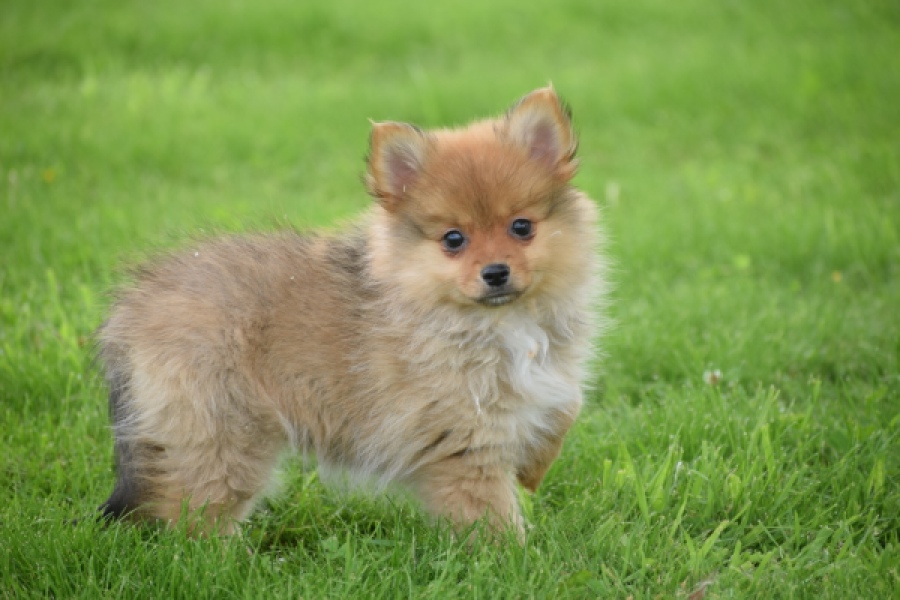 Spitz allemand (teef) 64818