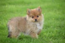 Spitz allemand (teef) 64818