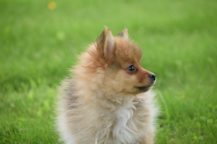Spitz allemand (teef) 64818