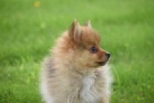 Spitz allemand (teef) 64818