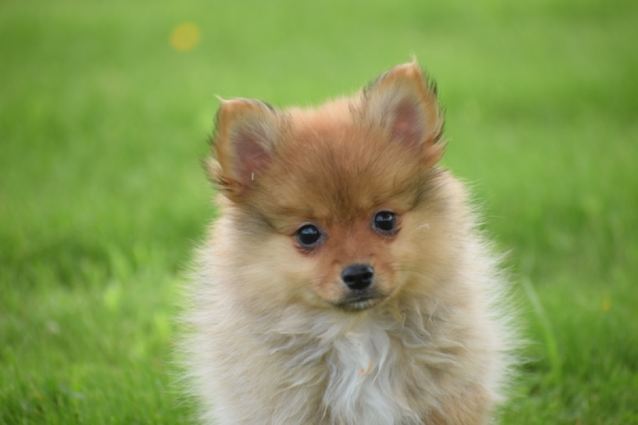 Spitz allemand (teef) 64818