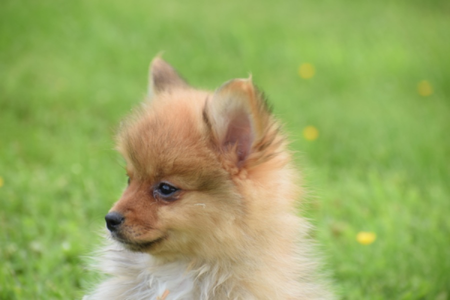 Spitz allemand (teef) 64818