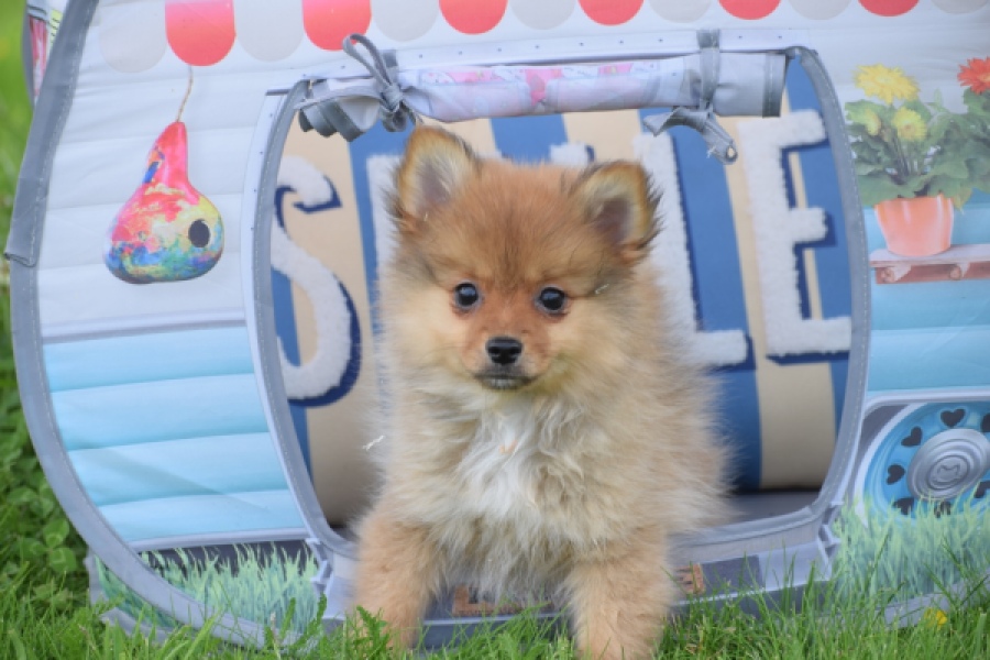 Spitz allemand (teef) 64818