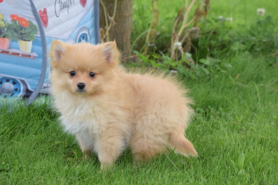 Spitz allemand (teef) 64966