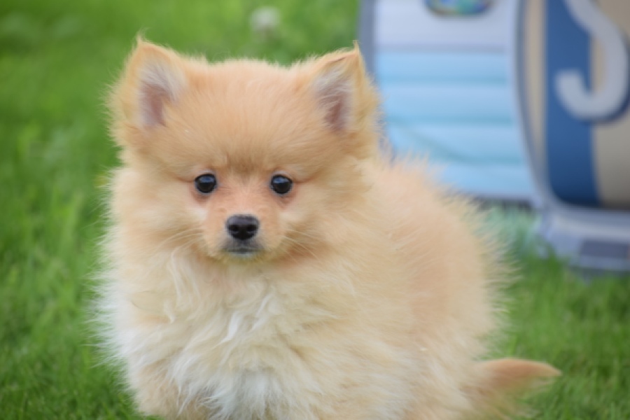 Spitz allemand (teef) 64966