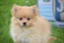 Spitz allemand (teef) 64966