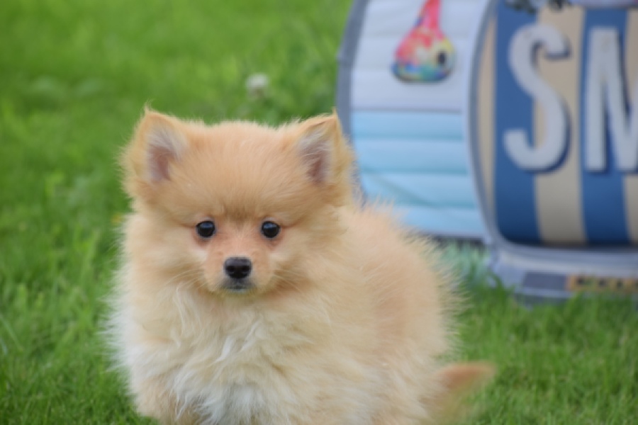 Spitz allemand (teef) 64966
