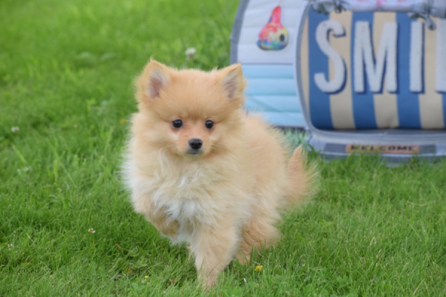 Spitz allemand (teef) 64966