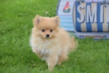 Spitz allemand (teef) 64966