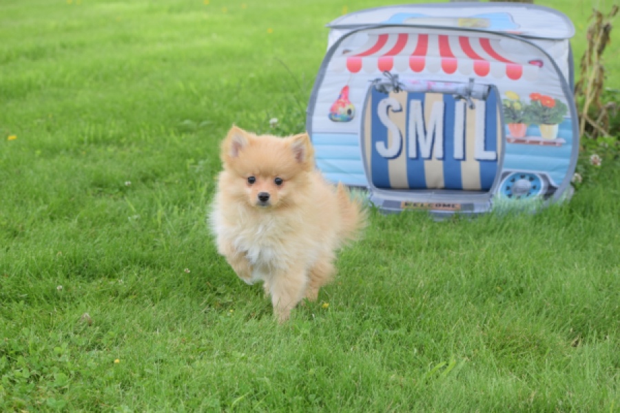 Spitz allemand (teef) 64966