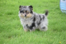 Spitz allemand (teef) 64259