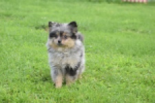 Spitz allemand (teef) 64259