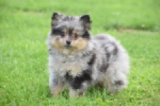 Spitz allemand (teef) 64259