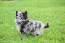 Spitz allemand (teef) 64259