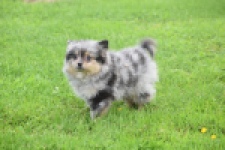 Spitz allemand (teef) 64259