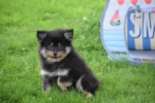 Spitz allemand (reu) 65279
