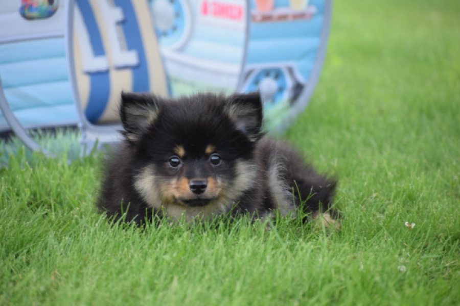 Spitz allemand (reu) 65279
