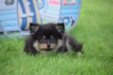 Spitz allemand (reu) 65279