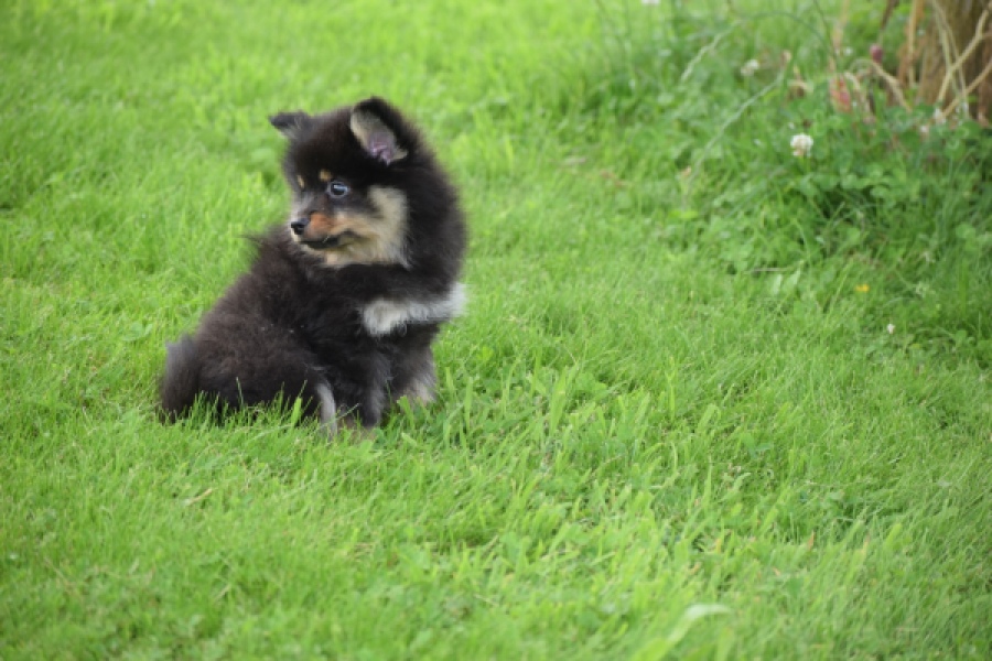 Spitz allemand (reu) 65279