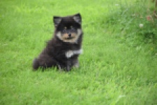 Spitz allemand (reu) 65279