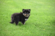 Spitz allemand (reu) 65279