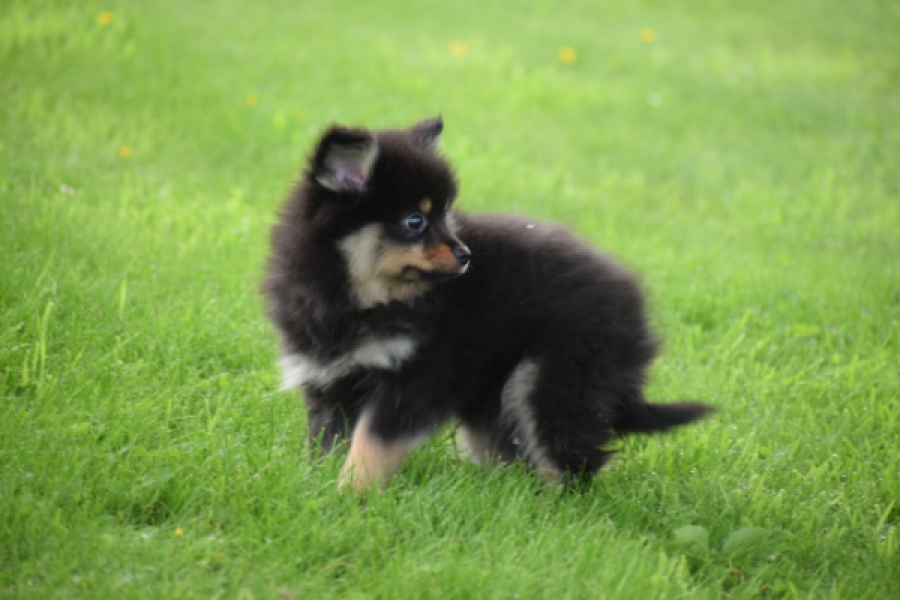 Spitz allemand (reu) 65279