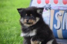 Spitz allemand (reu) 65279