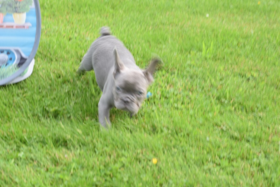 Bouldogue Francais (reu) 80073