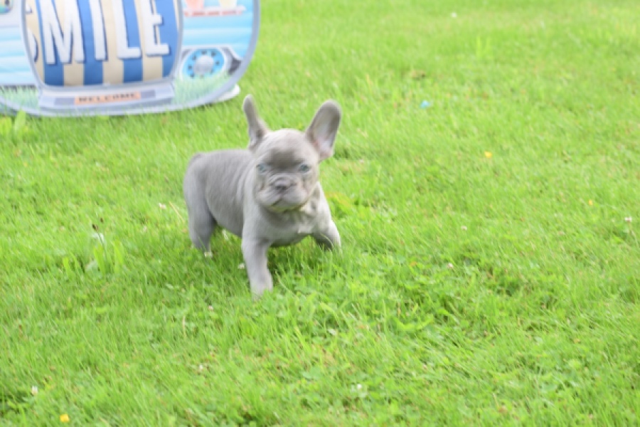 Bouldogue Francais (reu) 80073