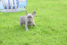 Bouldogue Francais (reu) 80073