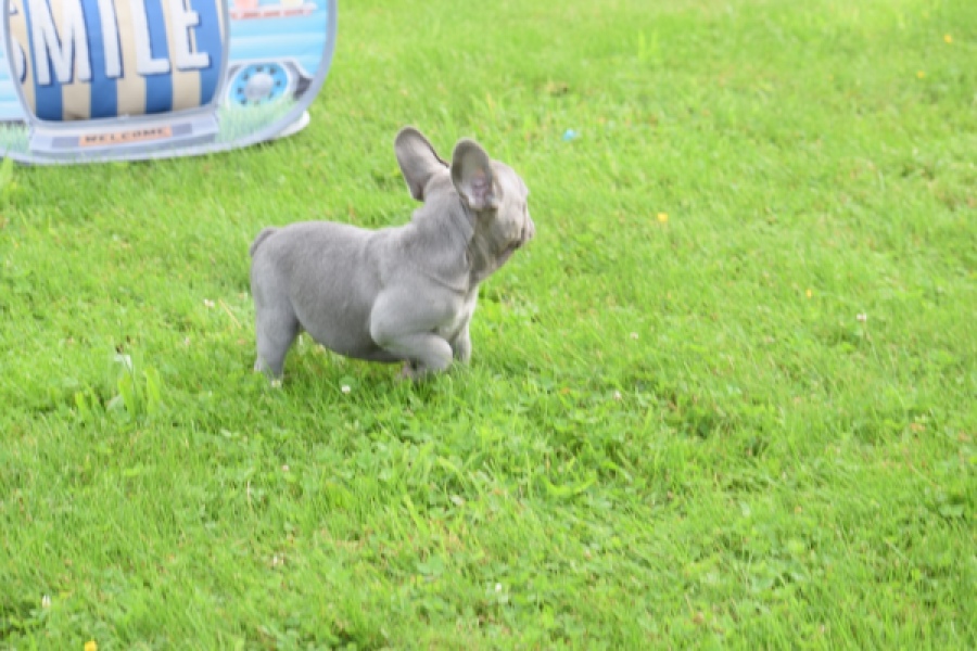 Bouldogue Francais (reu) 80073