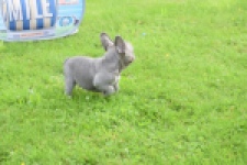 Bouldogue Francais (reu) 80073