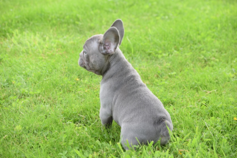 Bouldogue Francais (reu) 80073