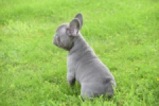 Bouldogue Francais (reu) 80073