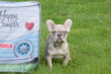 Bouldogue Francais (reu) 80124