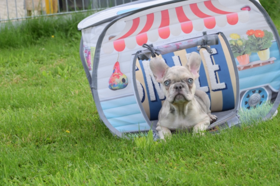Bouldogue Francais (reu) 80124