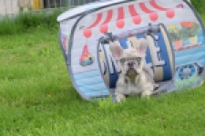 Bouldogue Francais (reu) 80124
