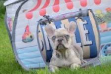Bouldogue Francais (reu) 80124