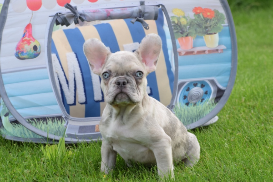 Bouldogue Francais (reu) 80124